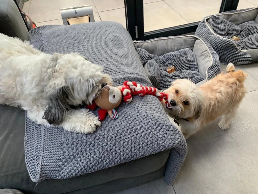 E28CC4EB-0208-43F0-87CF-48FF5877659C