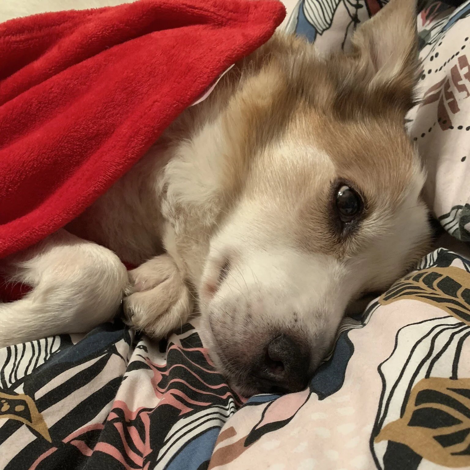 E73AFBBA-6AAE-4498-8A15-D7C4F2E5C2F4