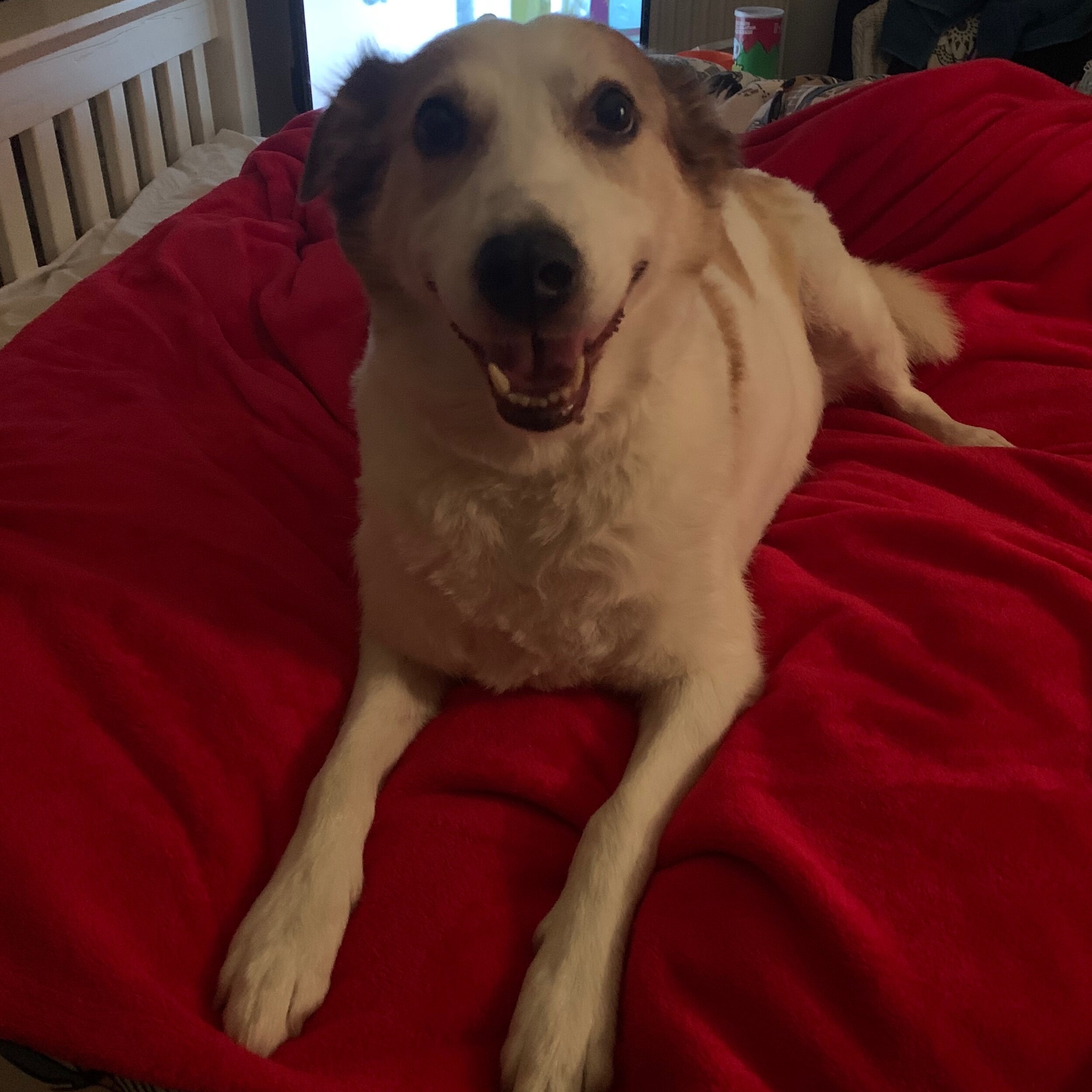 2783EEEF-7C38-46F6-82C4-61075669CA18