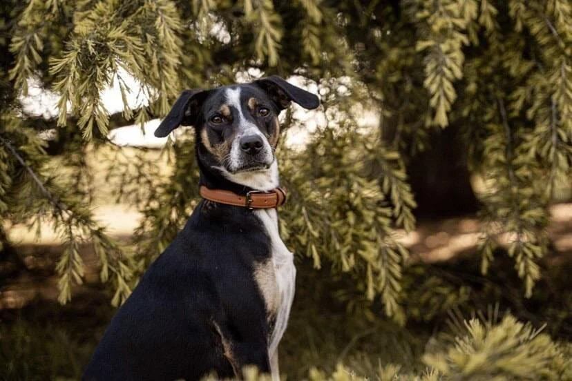 4D3A8BD1-0269-4CE6-A6F9-19E412987477