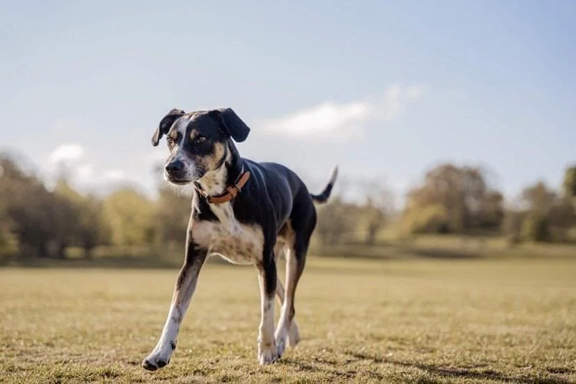 49DA0BD7-3D2D-45EF-A4EA-FA07FE3B6824