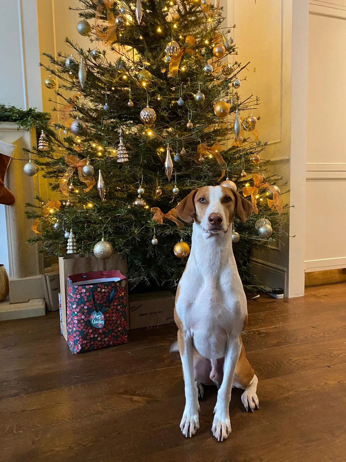 DA85C833-B074-477A-9390-A8092EBF0A99