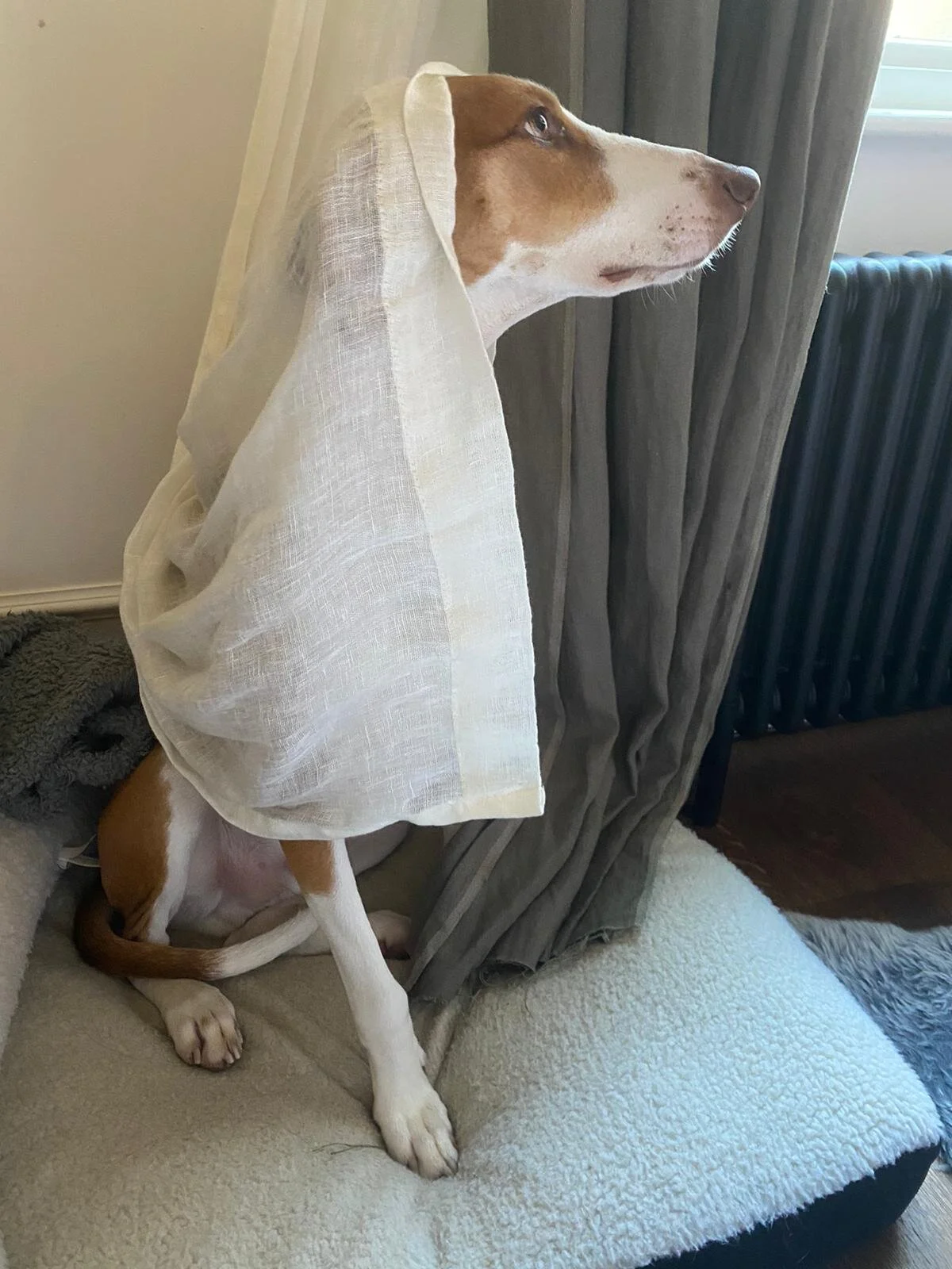 059B75F7-3D33-4817-8898-B0210D001F95