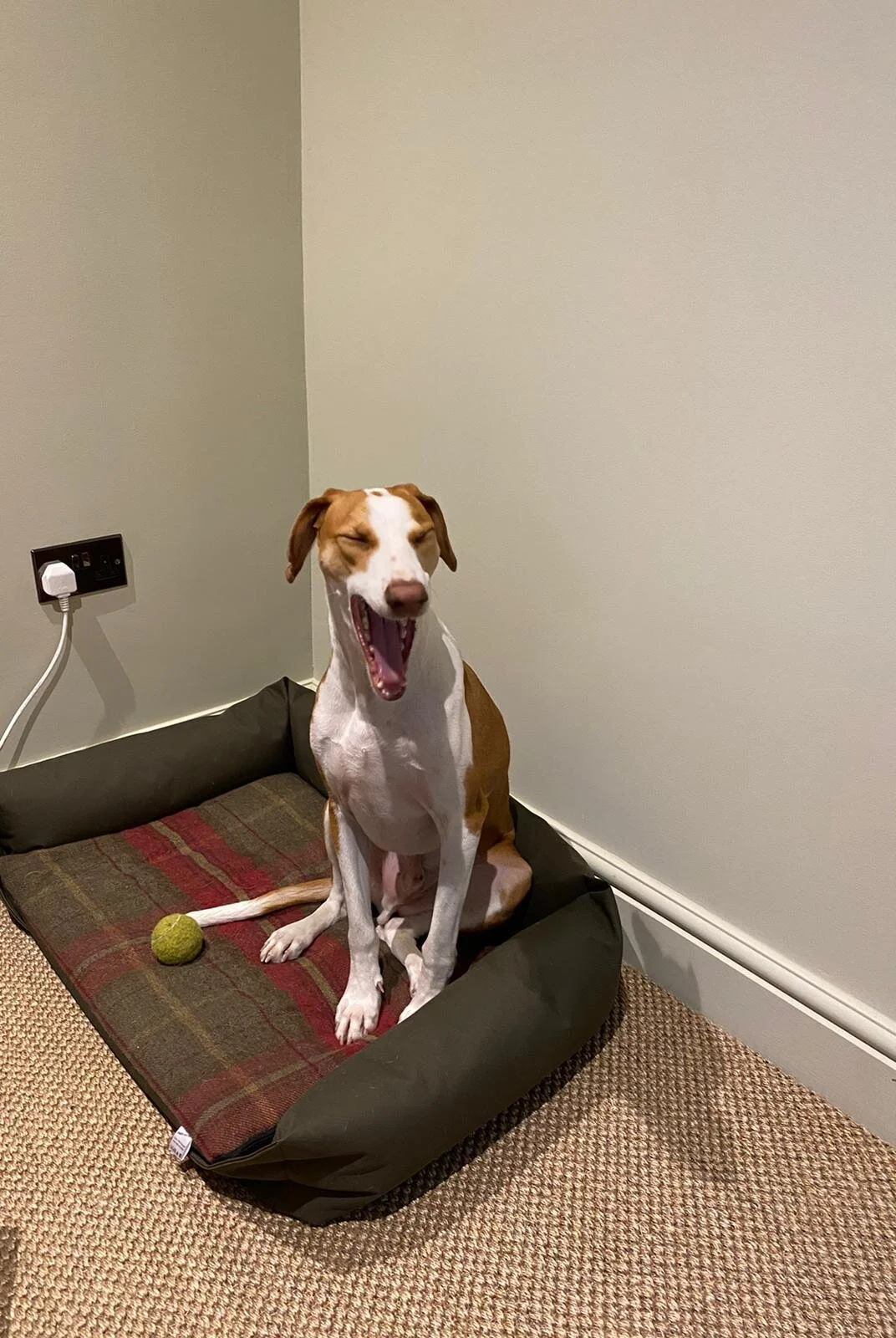 AA7F6D68-79D3-4A2C-A3C6-34C733C590A5