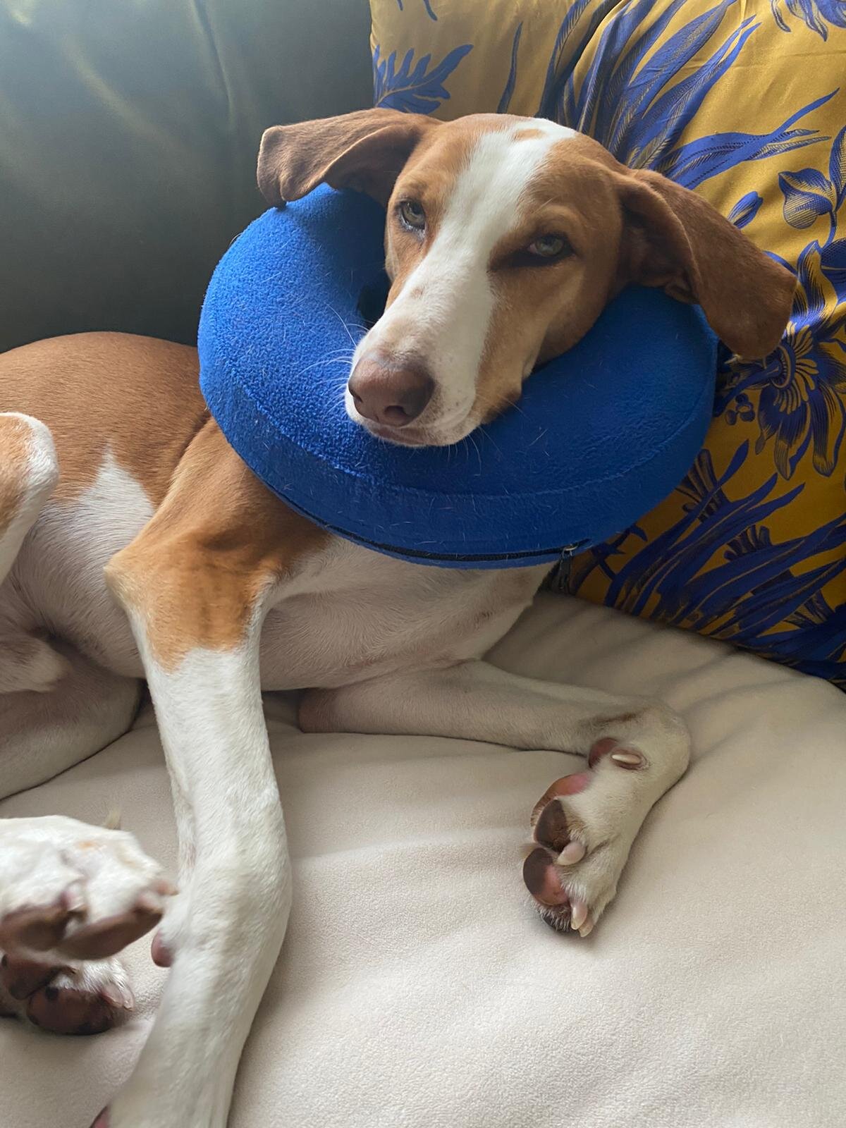 77460985-C24B-41CB-B784-26B0C2F5B5C2