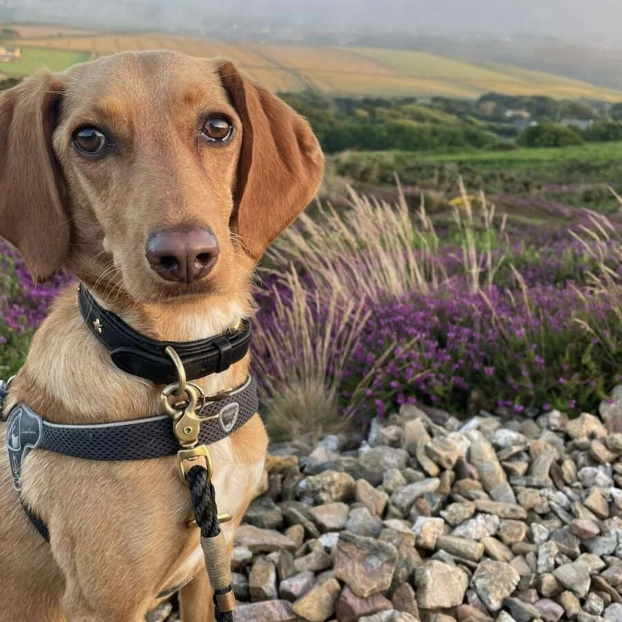 D0685B56-61F4-4B0A-83AF-E2C15F0EE1F1