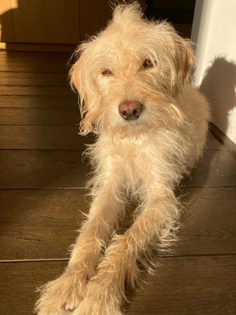 E329D6C4-84DE-41C6-B959-95387CC48291