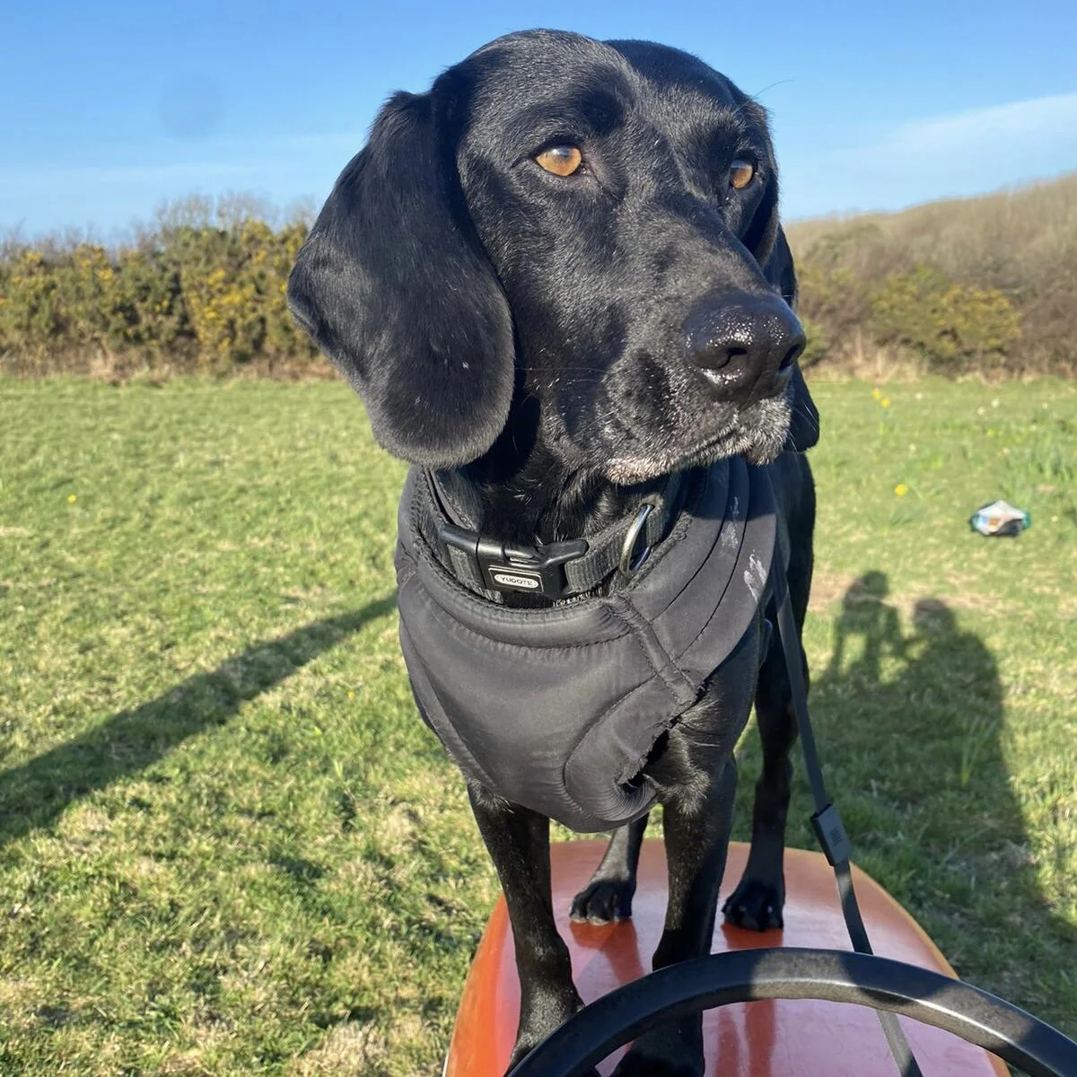 83FCA013-CB28-407F-8400-BAE2F3A90BAB