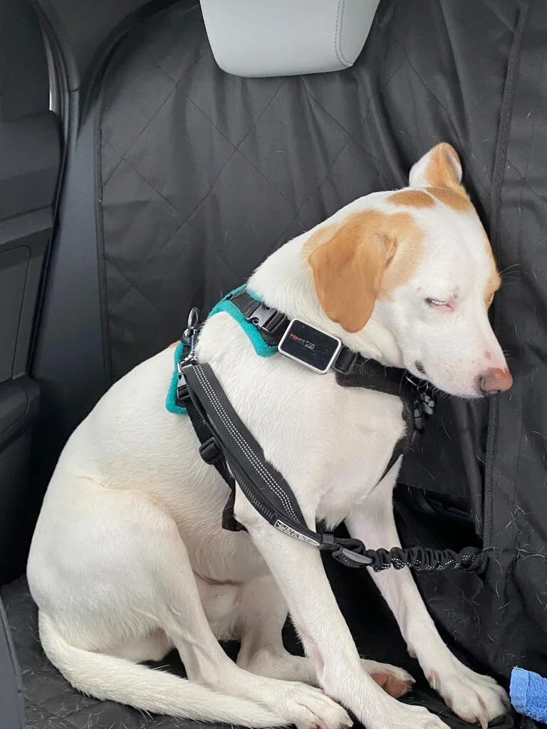 D5D8858B-2BCF-423A-B33A-A1E3098389A1