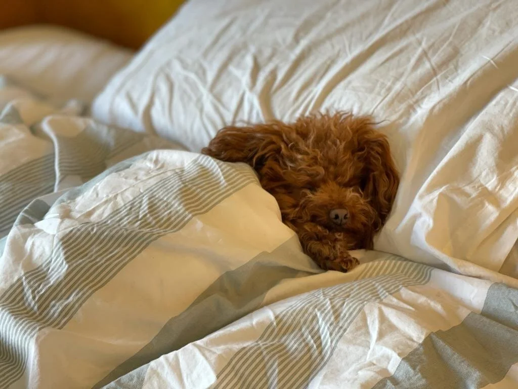 AEEB131E-6A0E-4131-B89F-7F468C9A3A7F