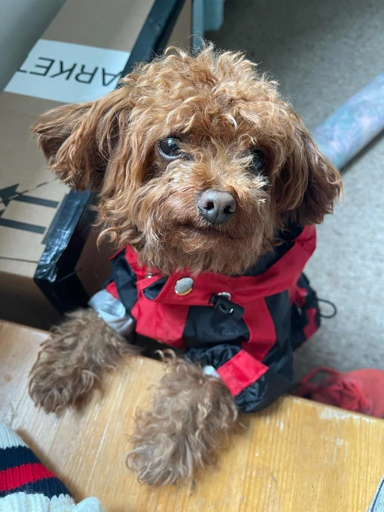 4B104486-7C72-41DC-B06B-1B4AE244AA27