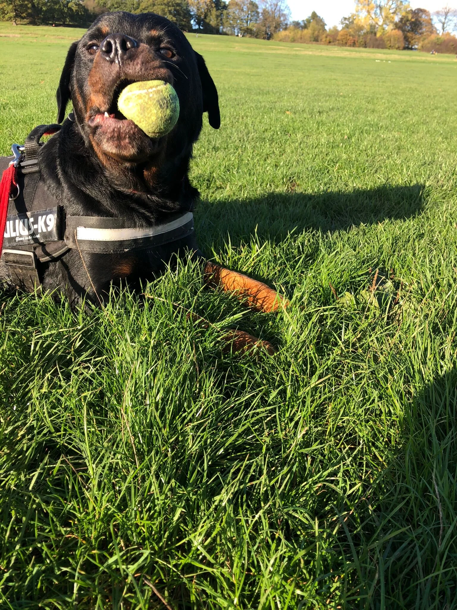 493E40E6-A1F8-4221-AE1B-EBD58F588BE9