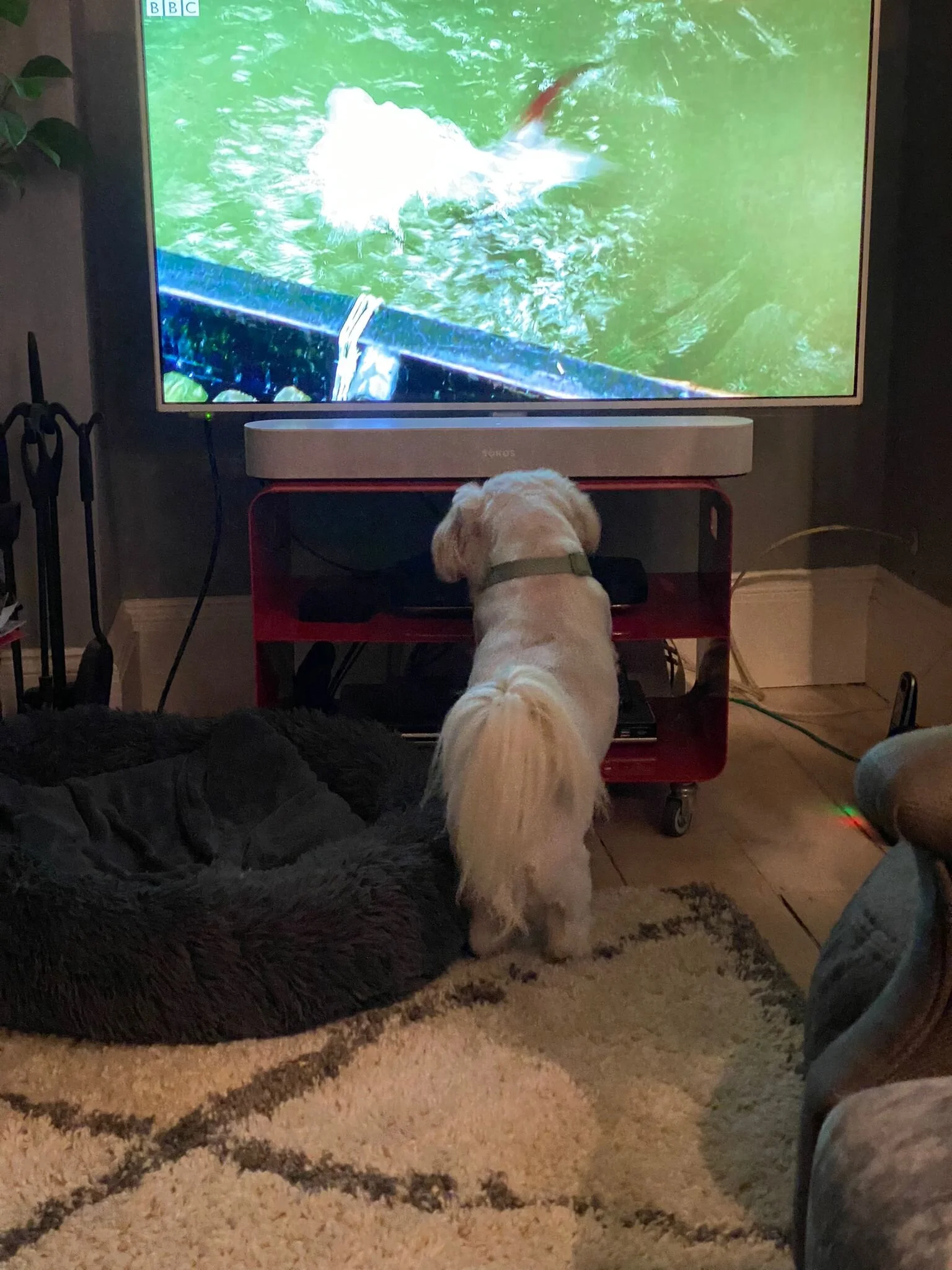 67650C50-6834-4D81-9E4B-072E9BB41957