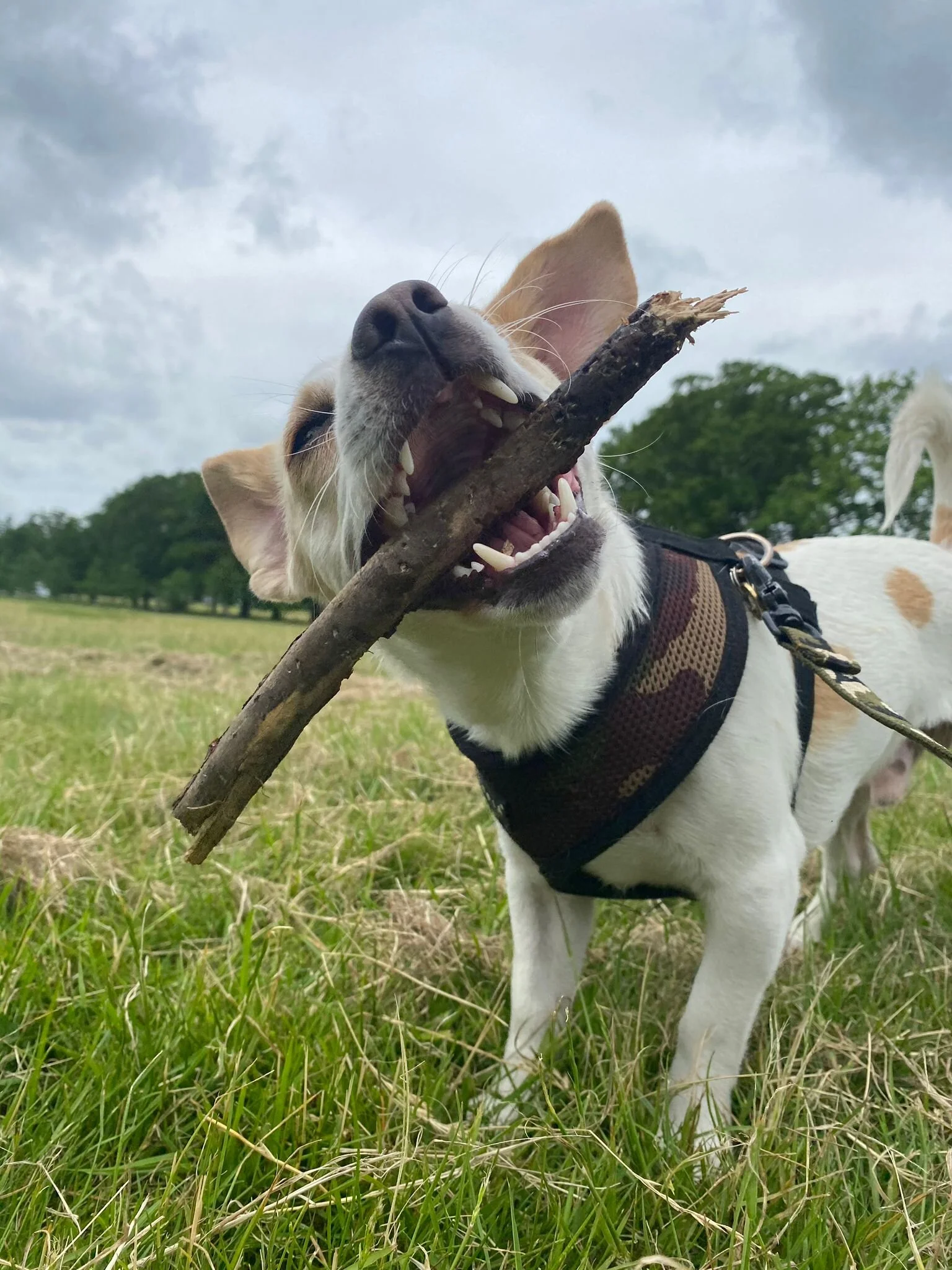 358E17D3-EA2D-4A6A-B3E1-908BE6F110C7