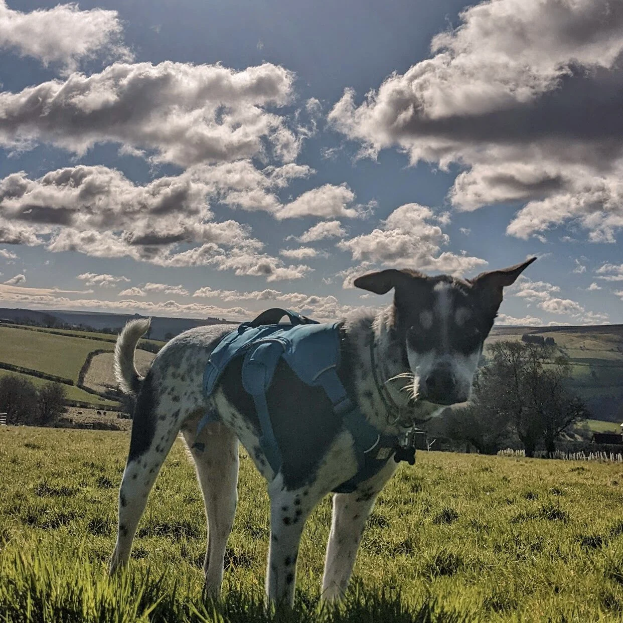 2BBEA206-E73B-491D-B00C-7FCAC4D30A24