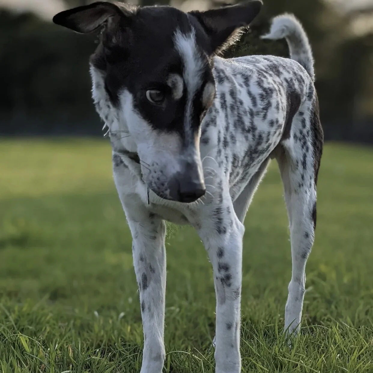 C672DAF8-CBC4-40FB-8CF9-1ED1ECF87B83