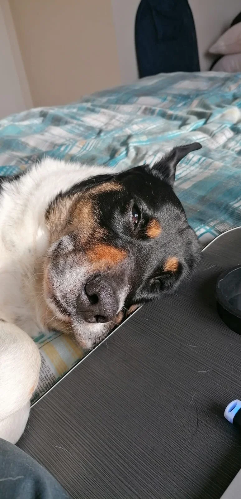 929301A8-CFCF-4875-B71F-A49457712FB7