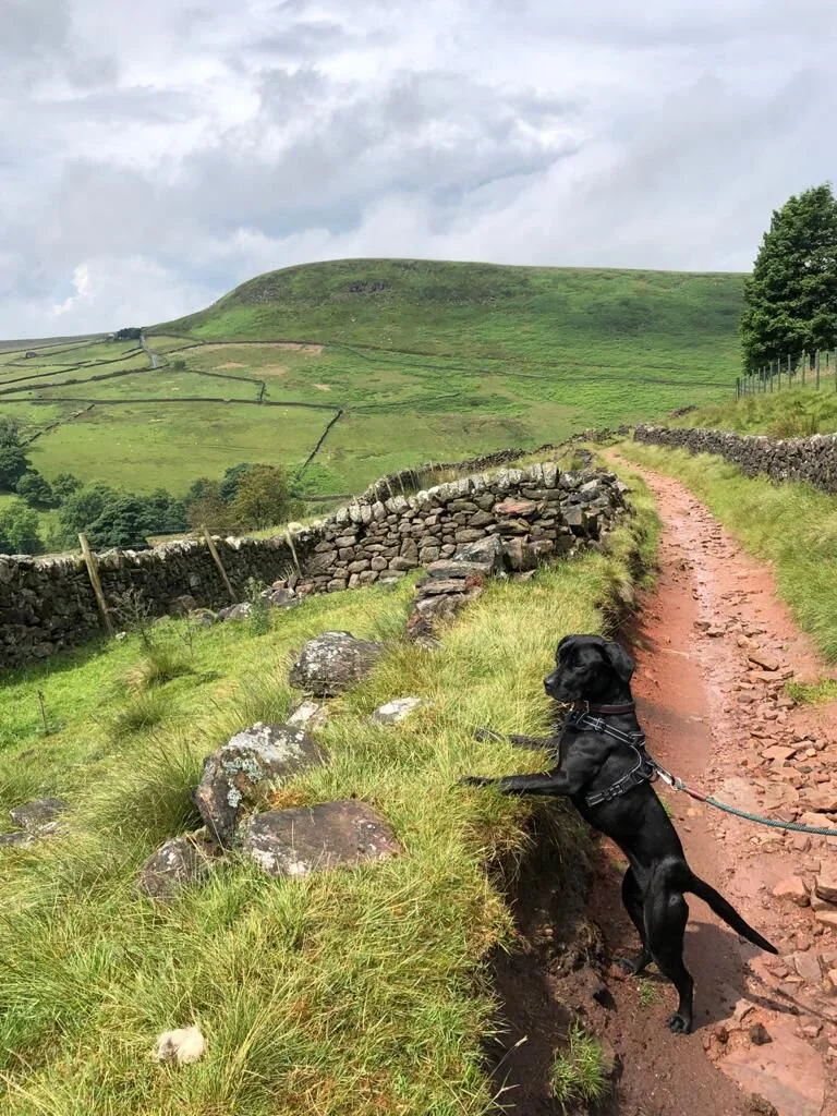 63C25991-75A8-401A-8077-40AA1B04EC1B