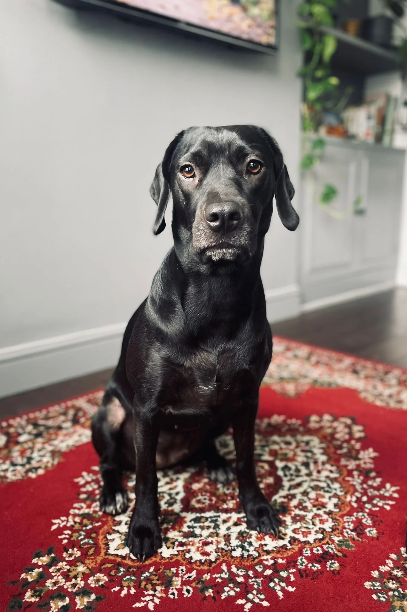 531CB905-F9E4-4AFC-A1AA-4E9DDADDB481