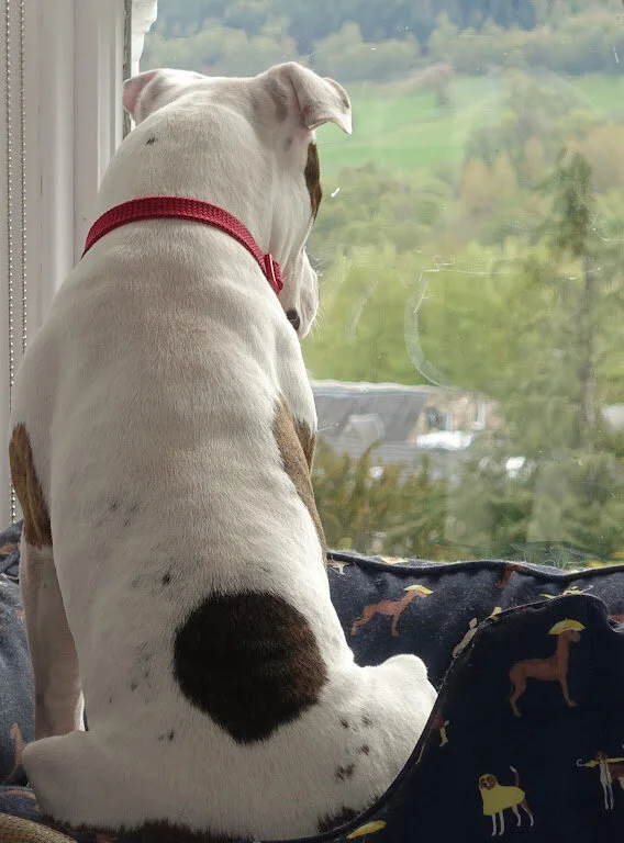 F0D8DBA6-A736-41A8-BDE1-12B87B84A969