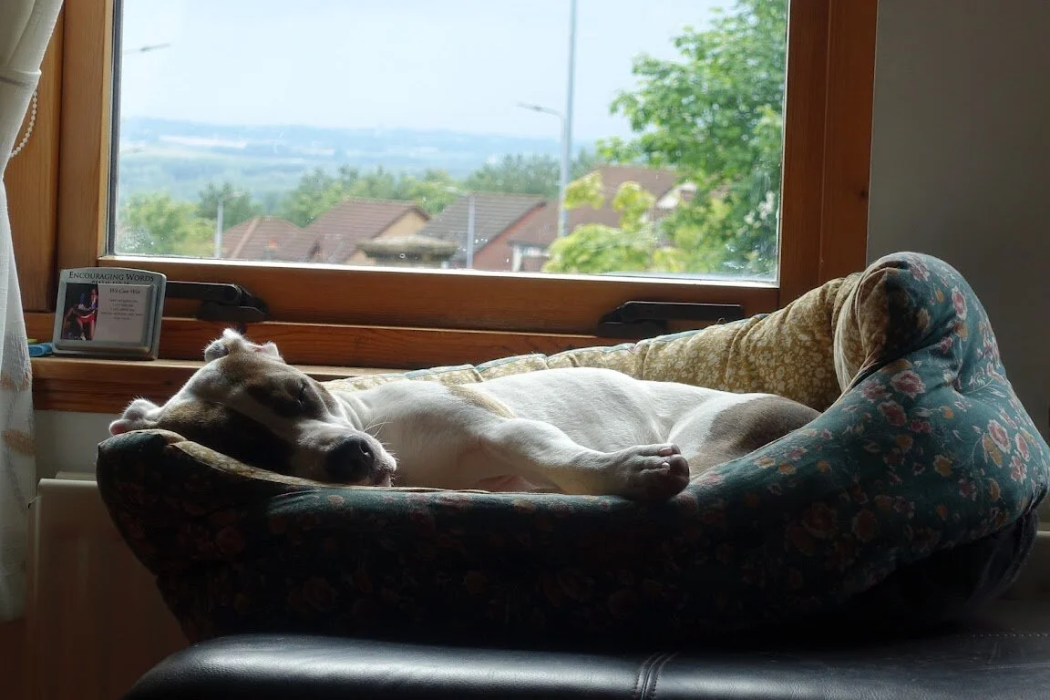 2DE7D182-E6D0-493C-9DAE-40D6DF0BB8C8