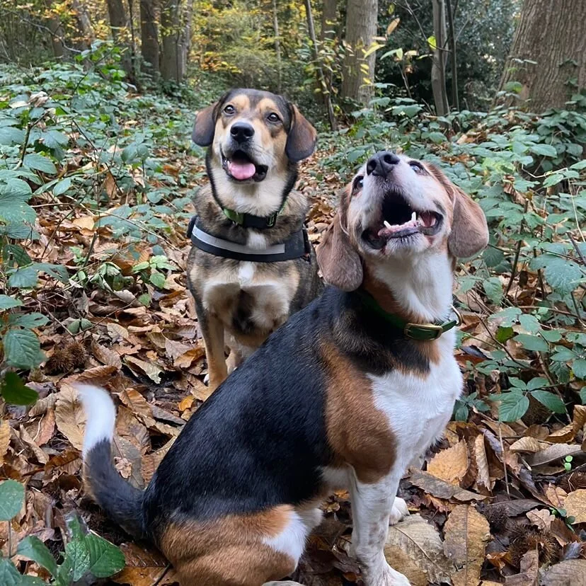 531EBE9C-4F2A-4BDC-86FF-A60F0C161B29