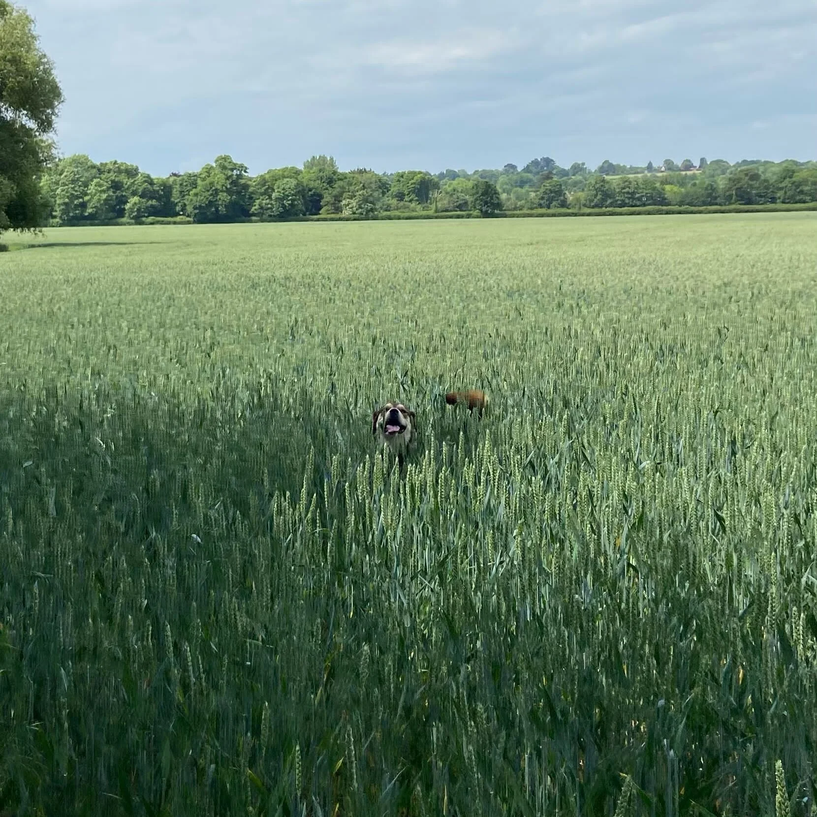 3075F2D3-878C-436C-B5F0-3BEBD10BD7E5