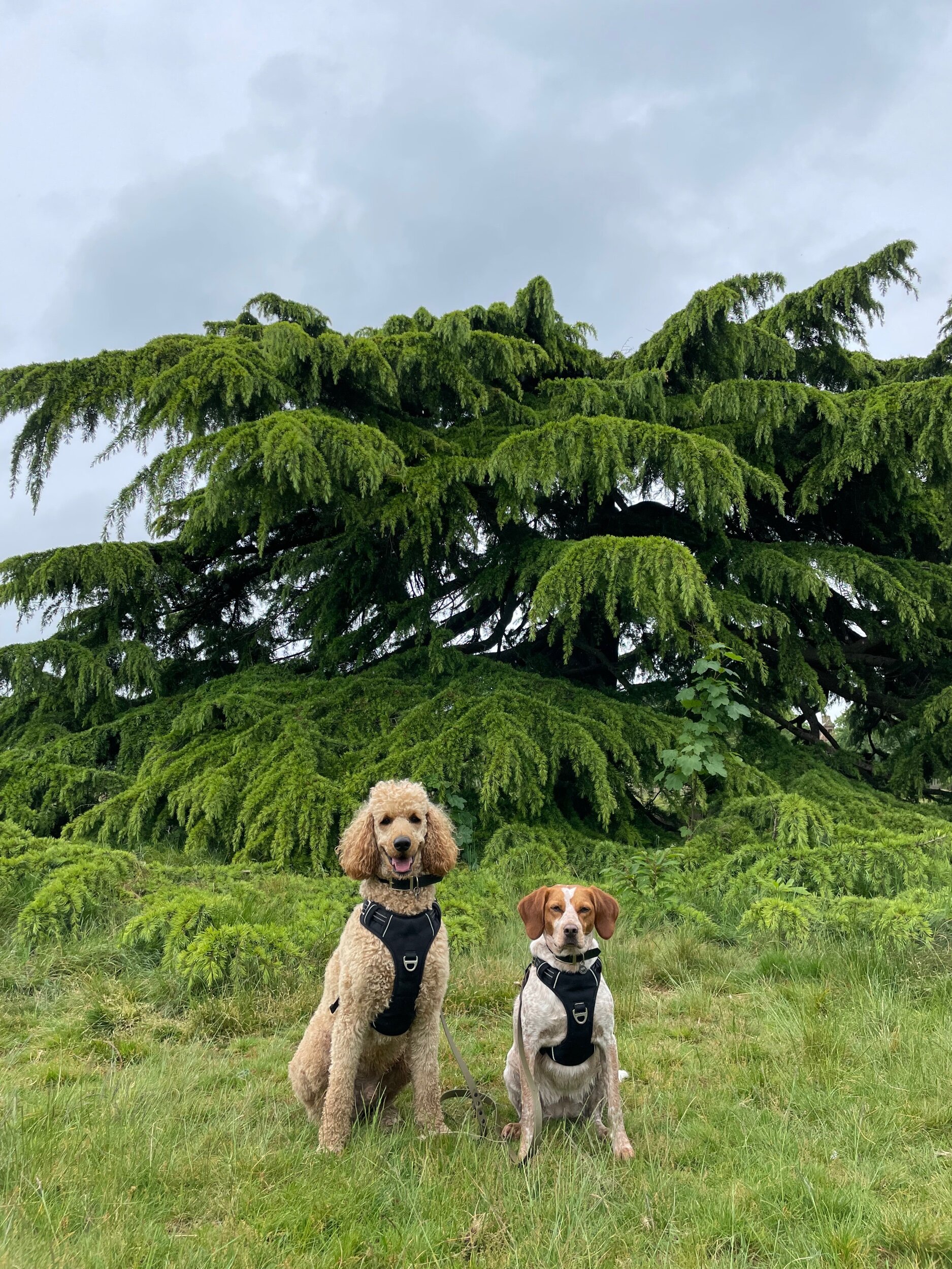 59F00411-A57A-499D-BED7-3775FC28D451