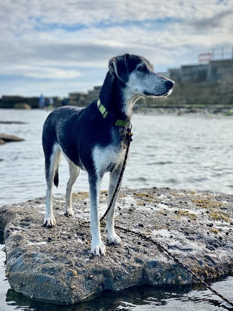 24CBA003-A96F-4A63-A6A5-5143EEB0D0ED