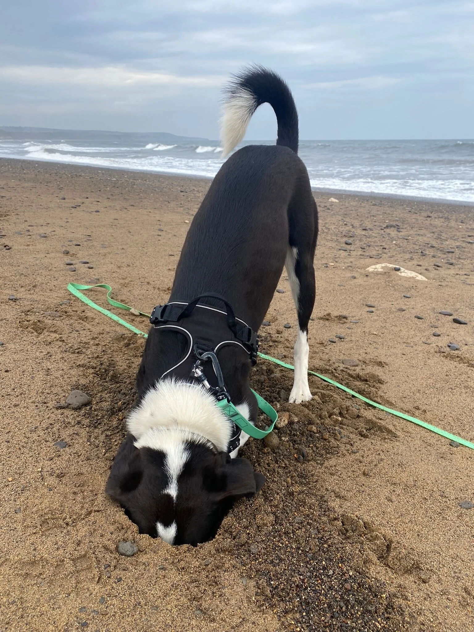 CE3B727B-84AC-42CF-B31C-64F3E6DD32CB