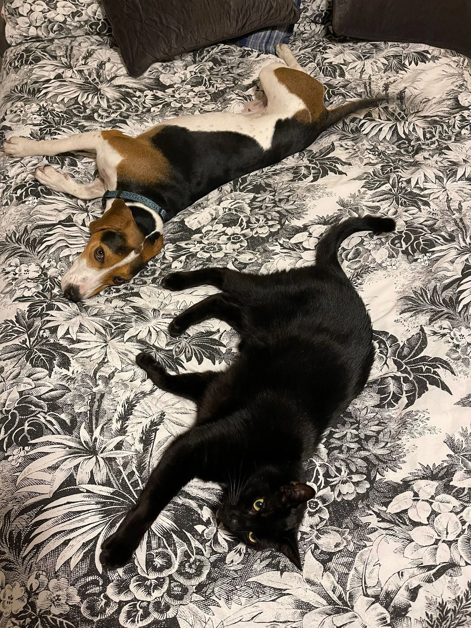 1FFB423B-CA9C-45D9-8DED-9623FDAD405D