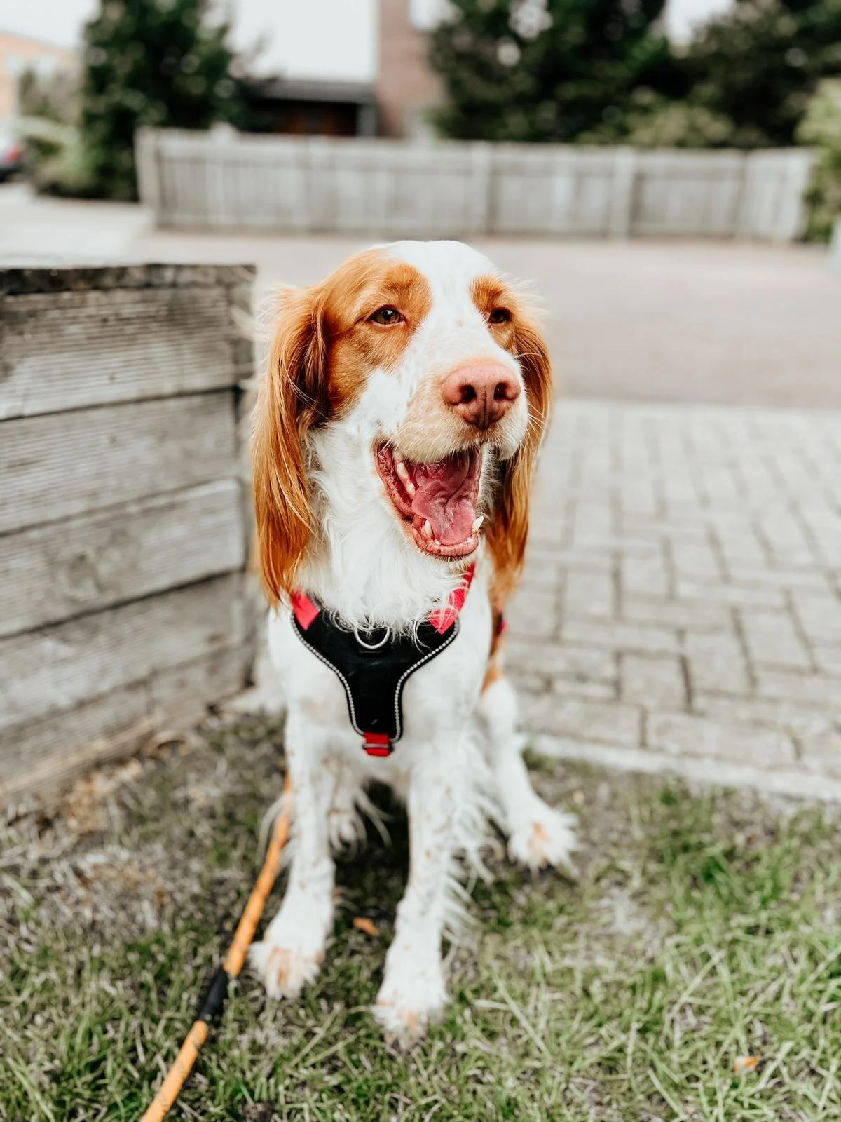 251DDBB2-9BE9-4B8A-A2F1-73203819F27E