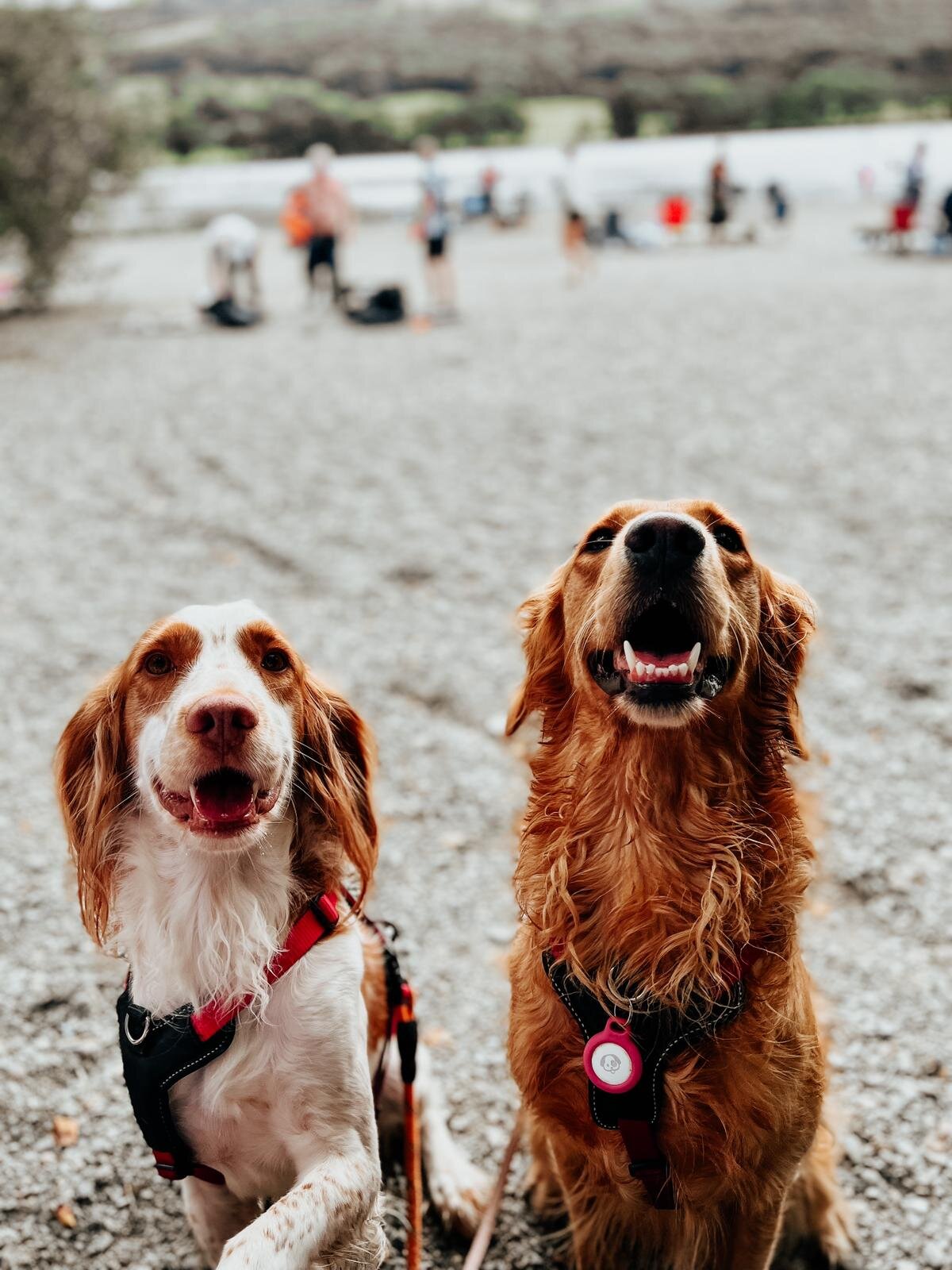 CDE92950-DCAA-42EC-9903-05F55A90B174