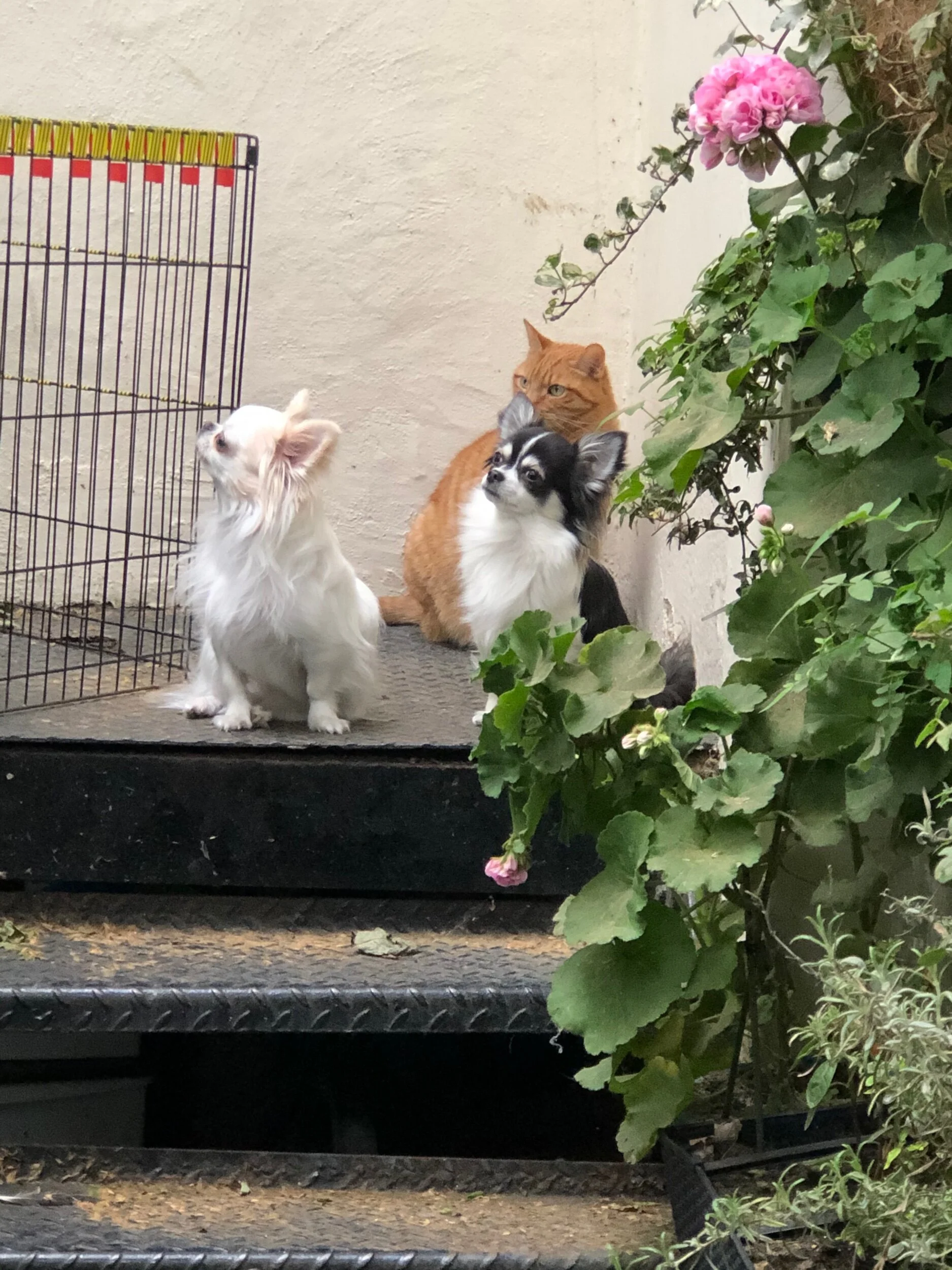 39FC9549-1208-4923-BC5D-E86D70C2FC5A