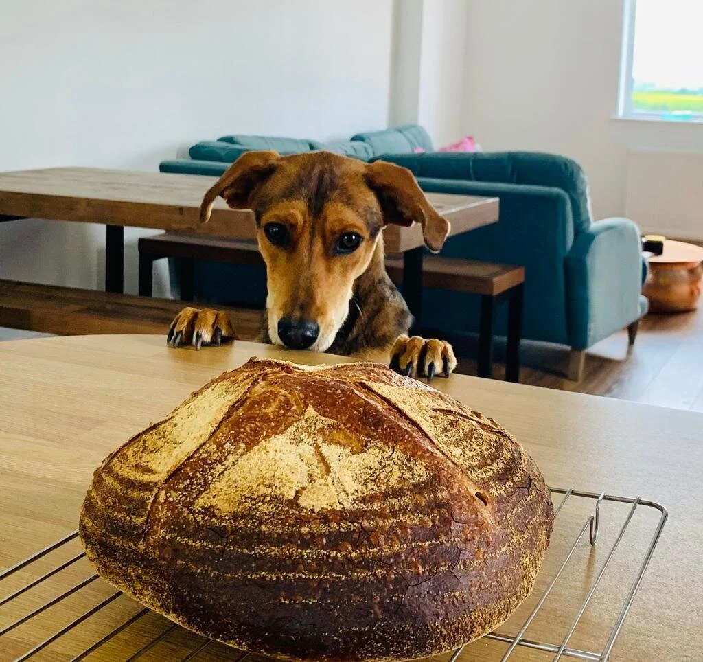 B6A41984-9F43-4D0E-92B3-69E4BEFF0350