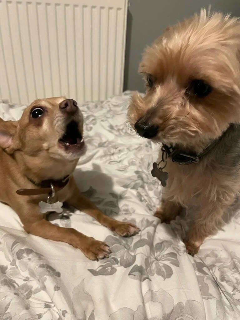 A9C7CCD8-B2D8-451F-91AD-42E06A033C32