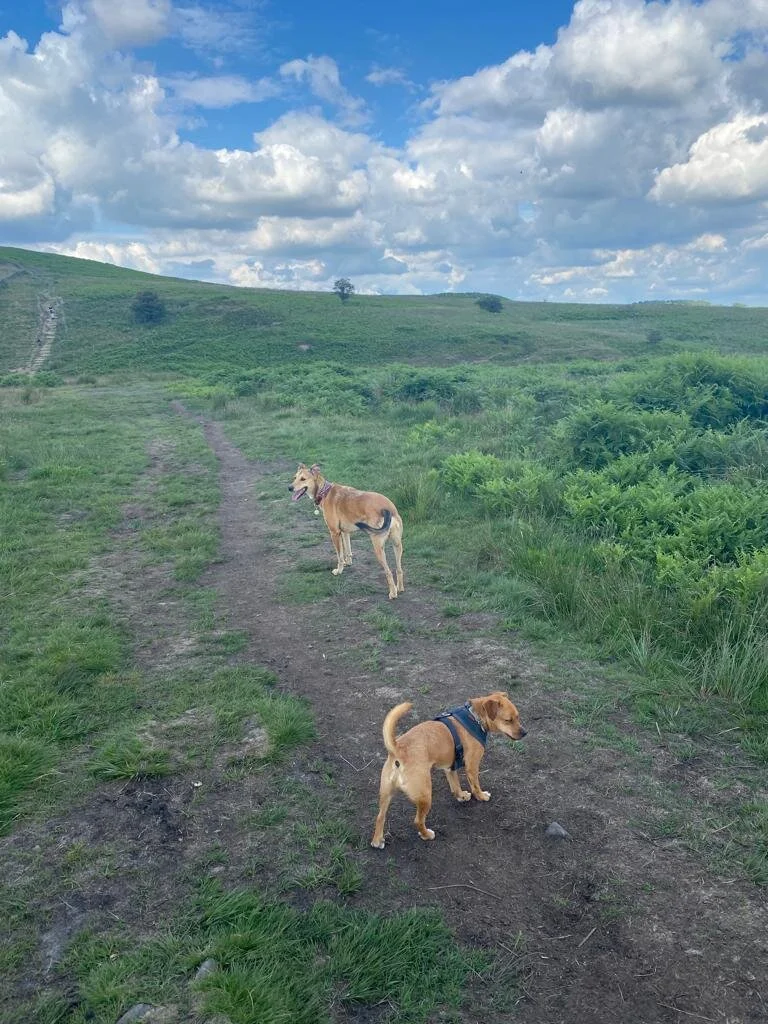 C77B580F-555E-4DD3-A0DF-A7D4240AB626