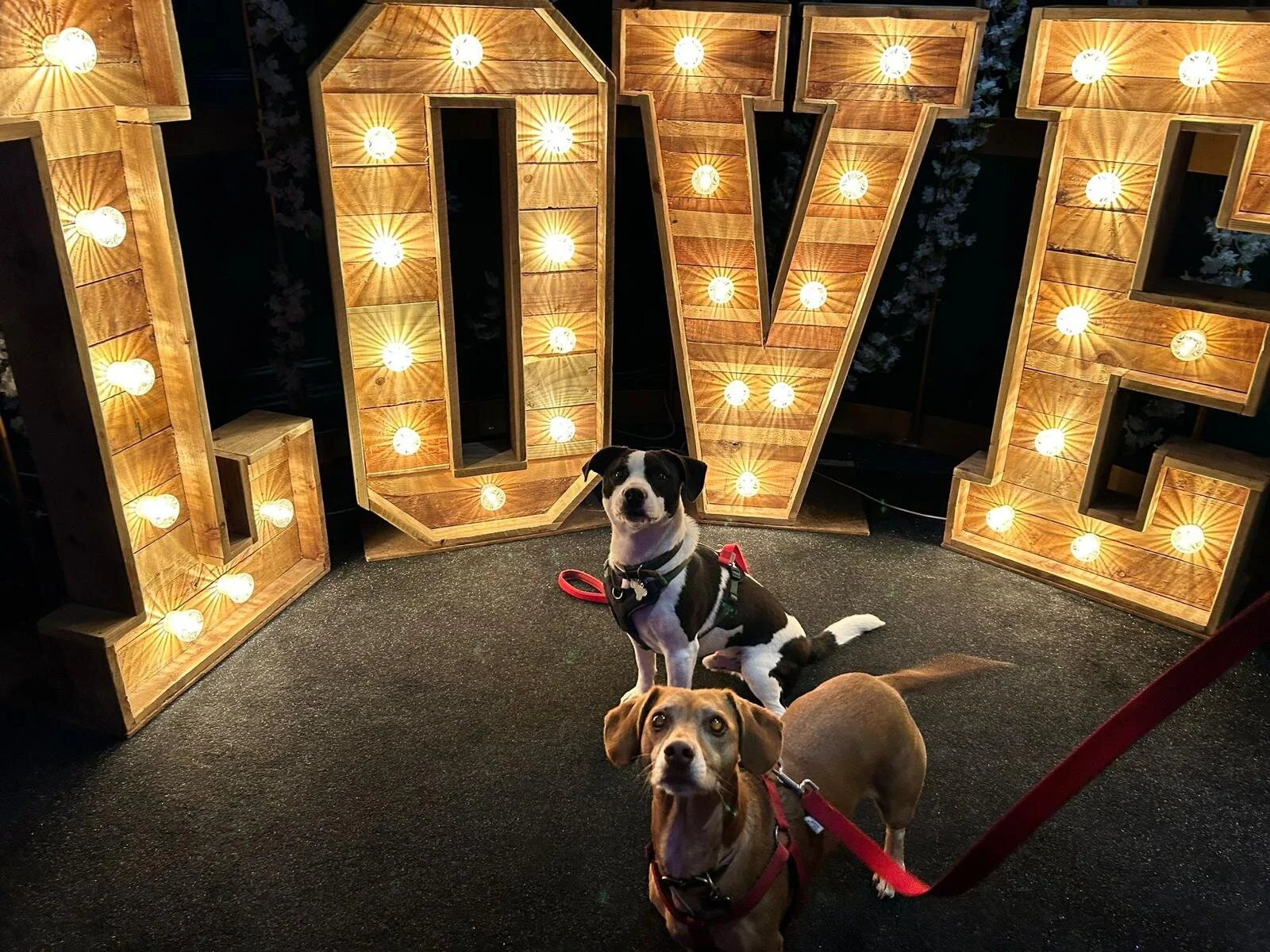 D937EB9D-CACE-43BF-B592-F000443A3C21