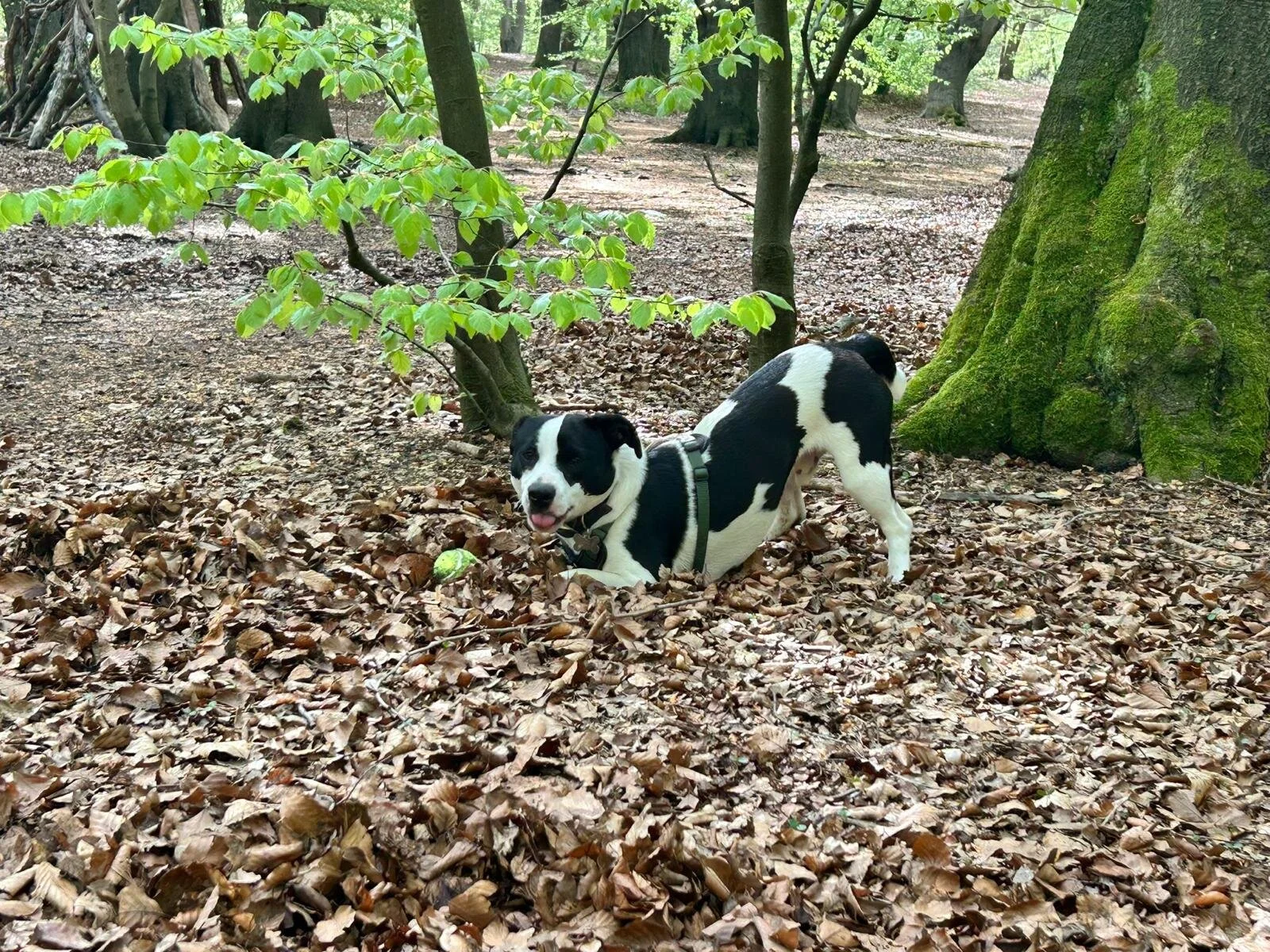 6597EA4B-3E38-43EF-B641-CE6A6C9EBAD7