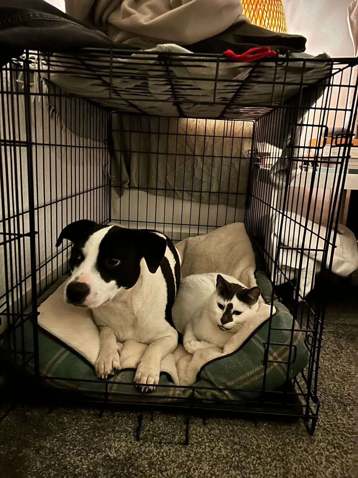 8F9CFBB4-889B-4D3E-B6AF-05BC6E381847