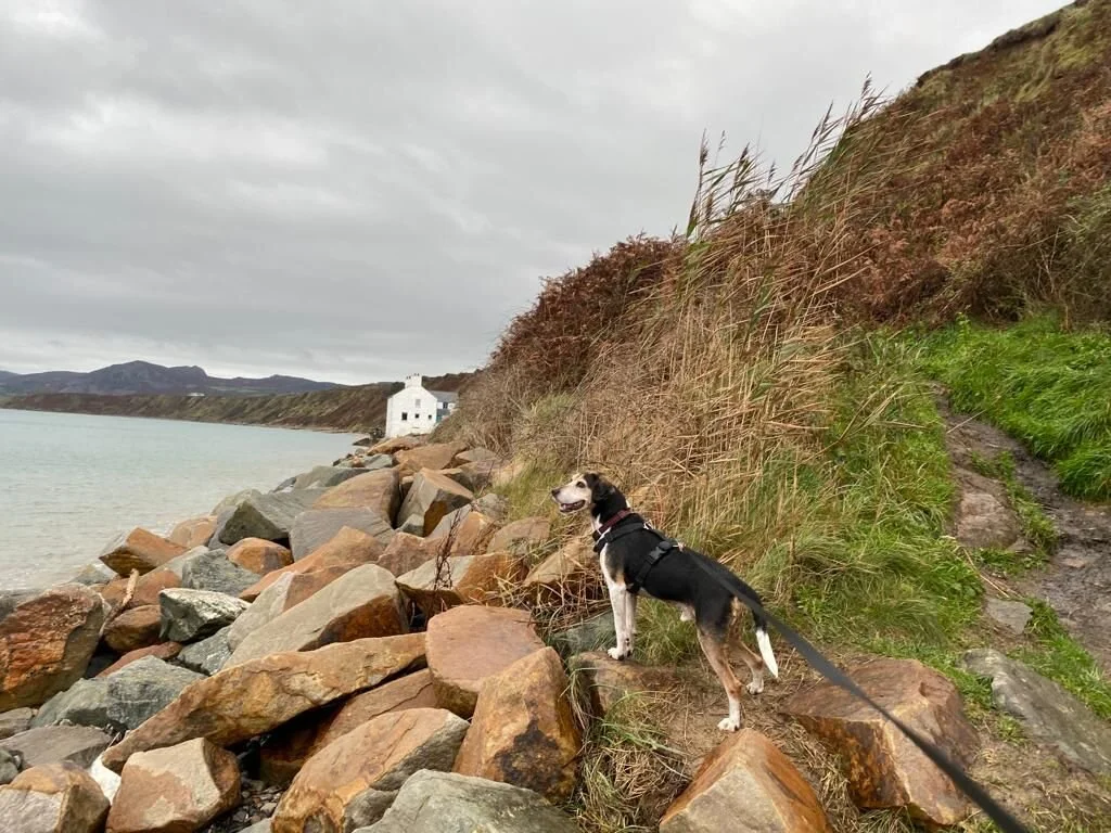 E7729B0D-0952-4D5C-B9C8-D43E8B1169B1