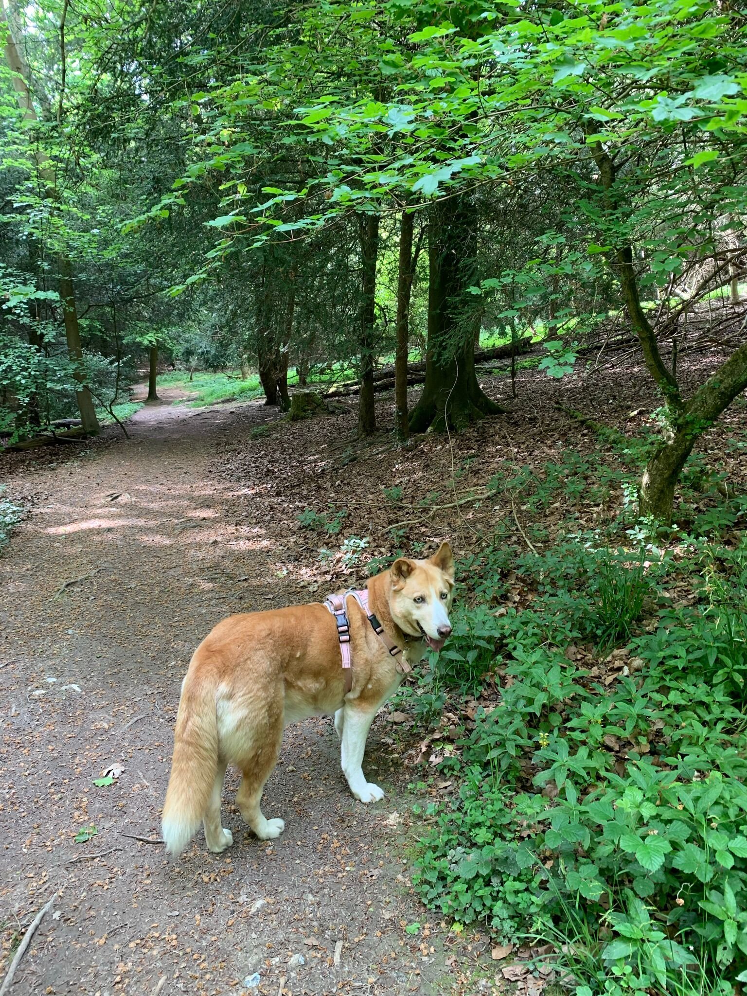 55511D2D-6FC6-4B82-8D54-7CDFC91419DD