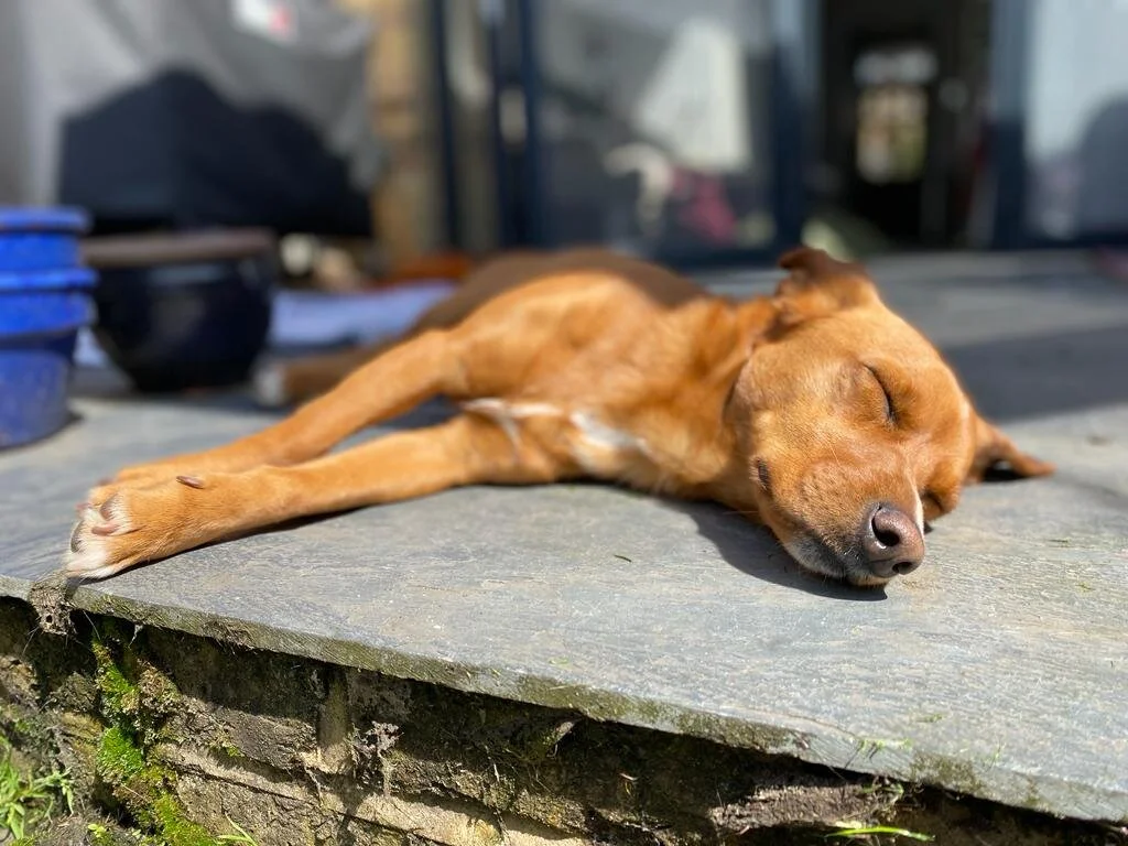 1EE93D83-A18B-4EF9-9710-DF83CAB49235