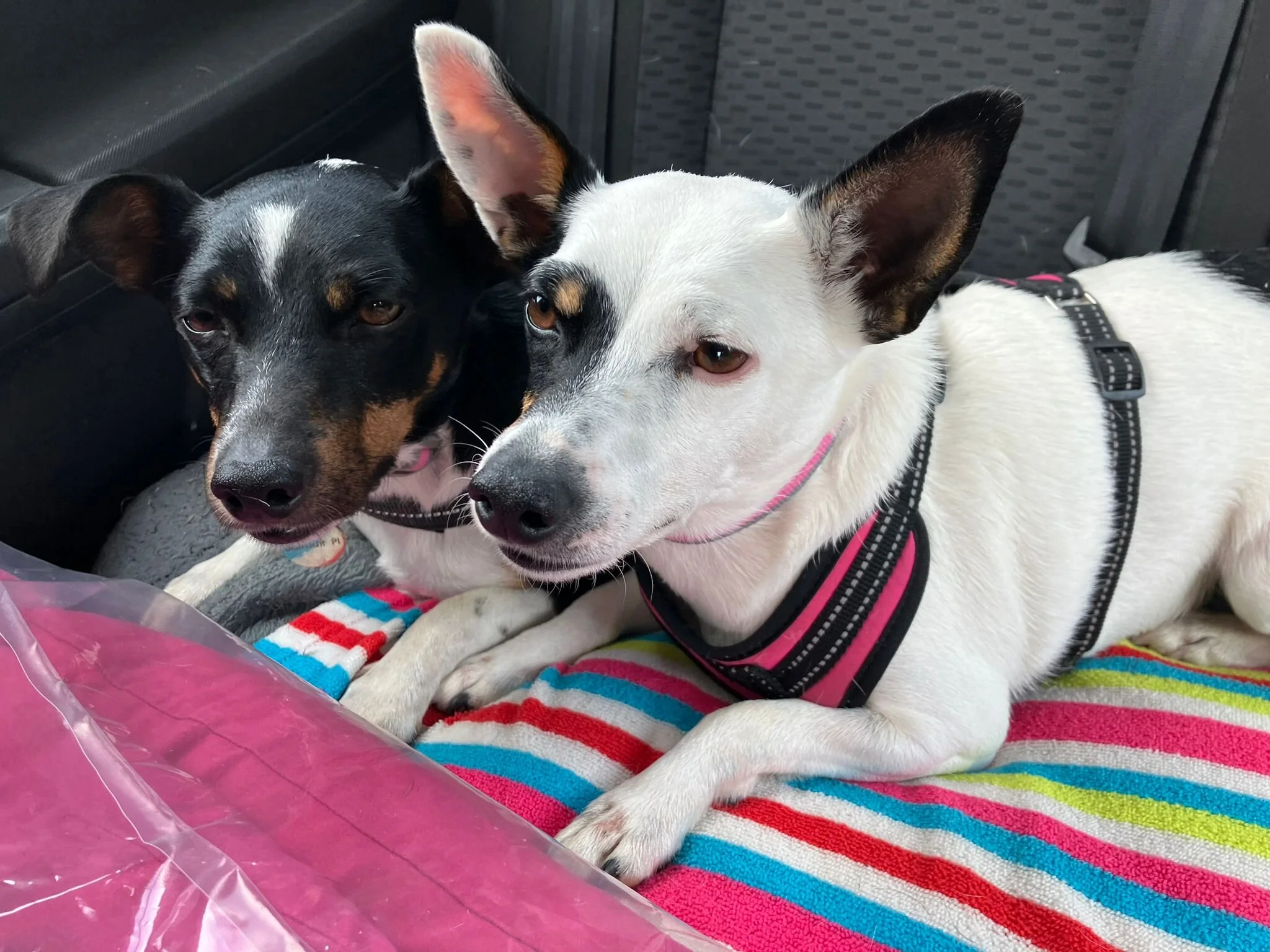 7C939C83-BD7F-4705-B18A-D0715A009DFD