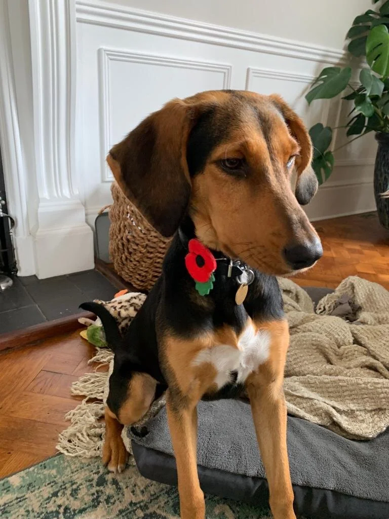 3A858D44-41F2-4598-94E6-8A141F664786