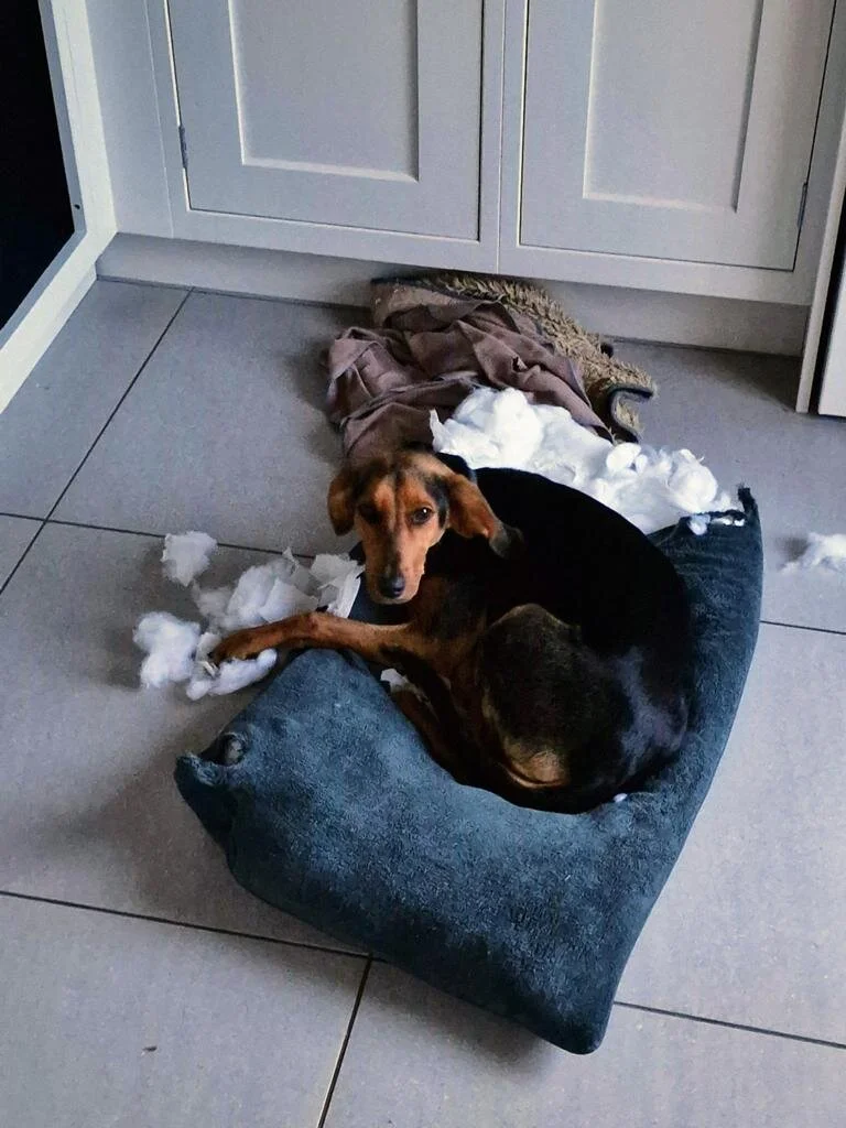 E8FD533E-6B3D-4952-8C08-92D9EA043097