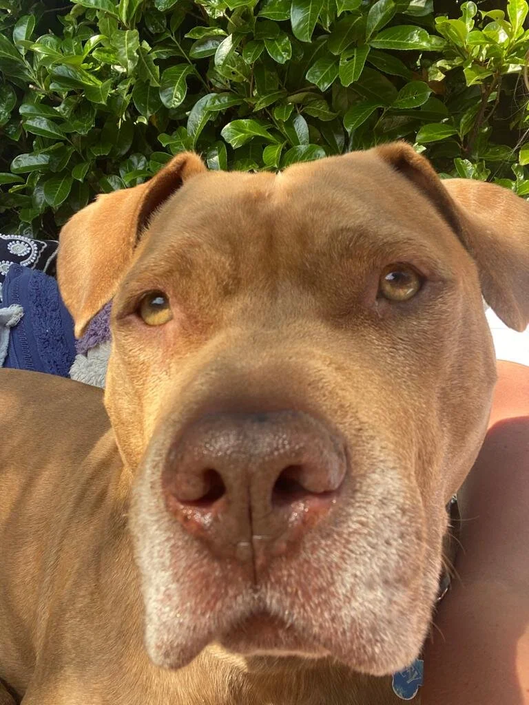 D732D230-6DC6-4FE8-8B6C-F0AEFBCEFAB4