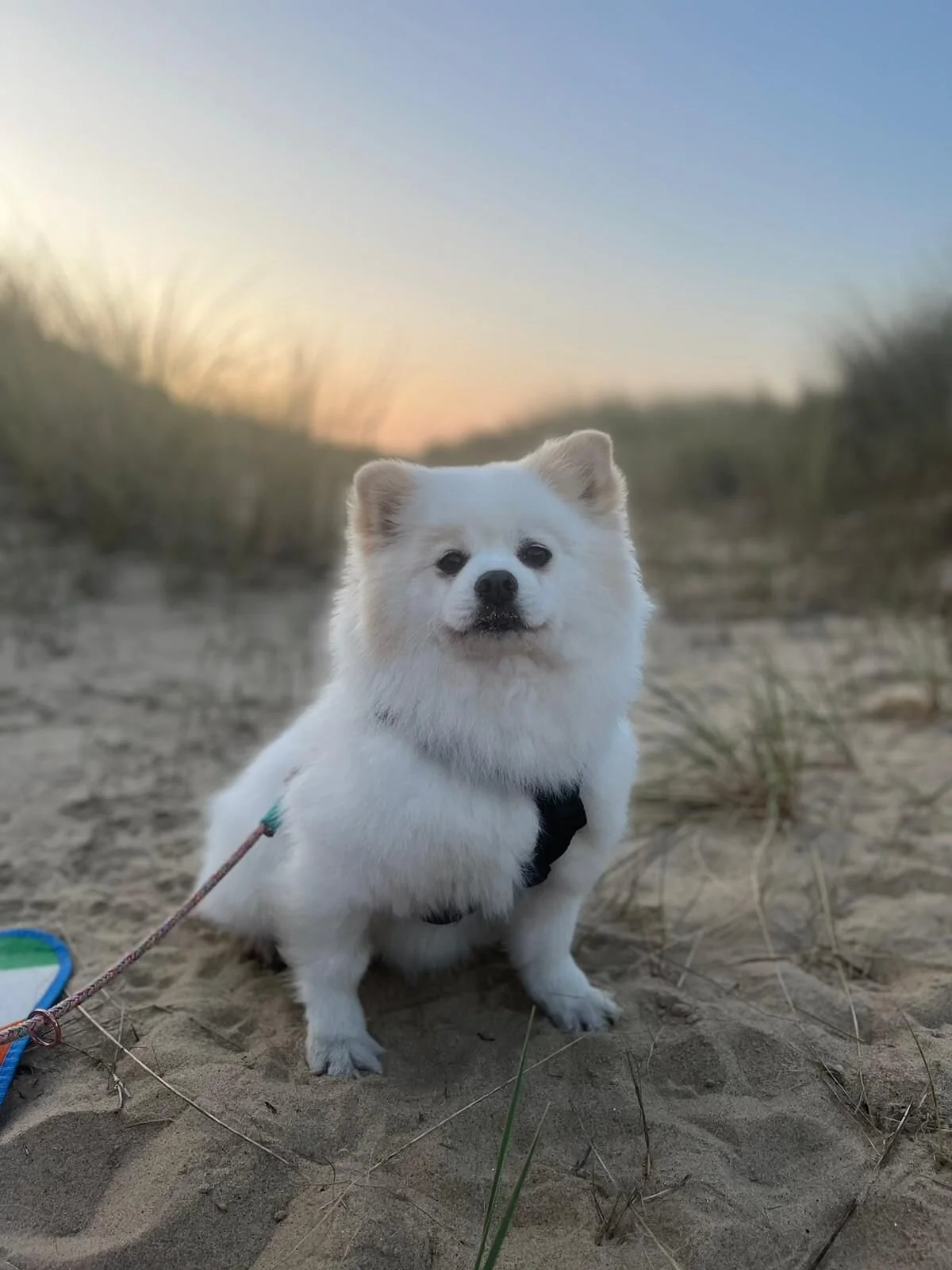 00BF44D4-37CF-4BA8-937D-DDAE30177AD2