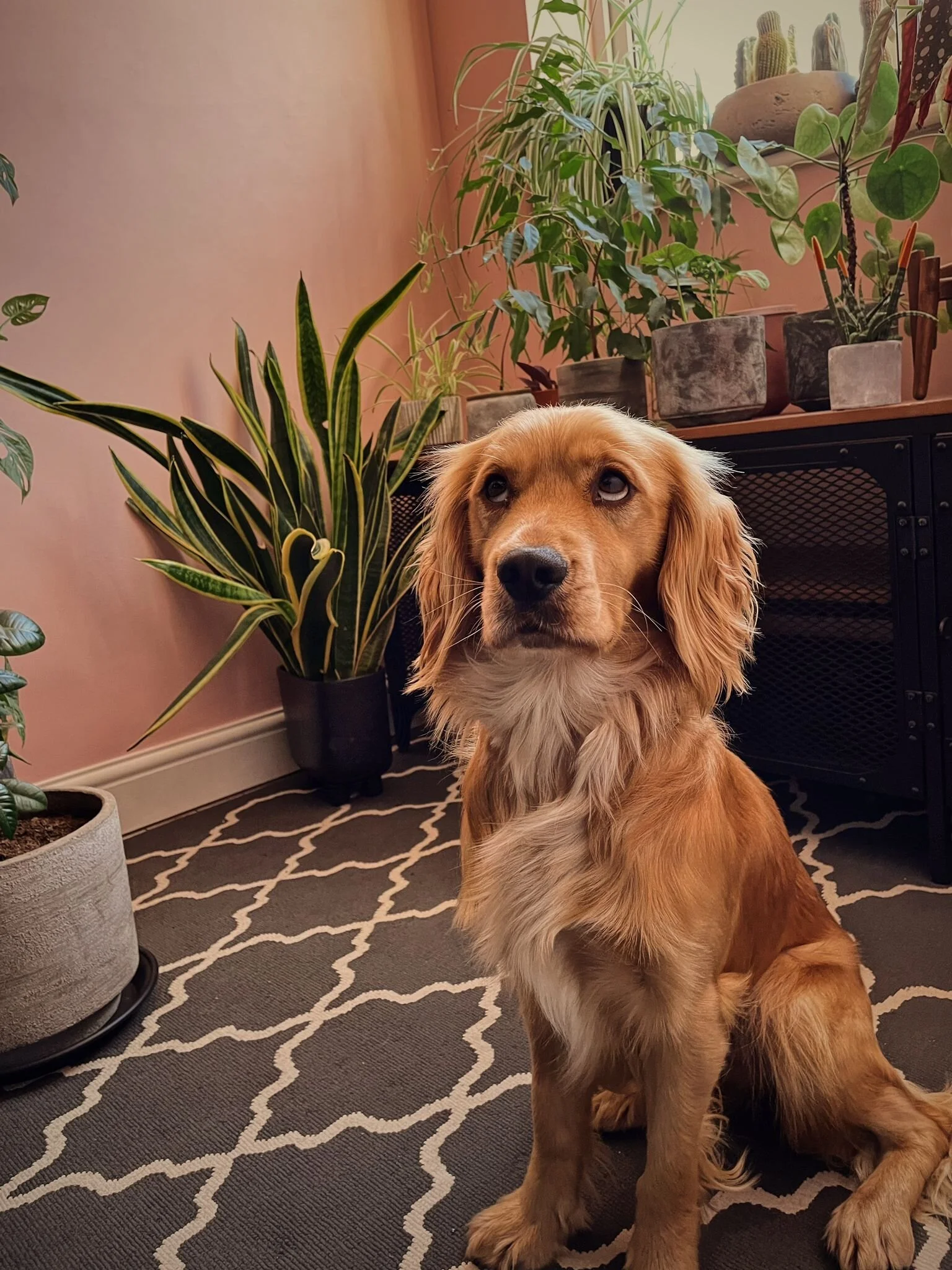 8AF8FC5D-F9D0-4E0E-9FA1-A828663AD490