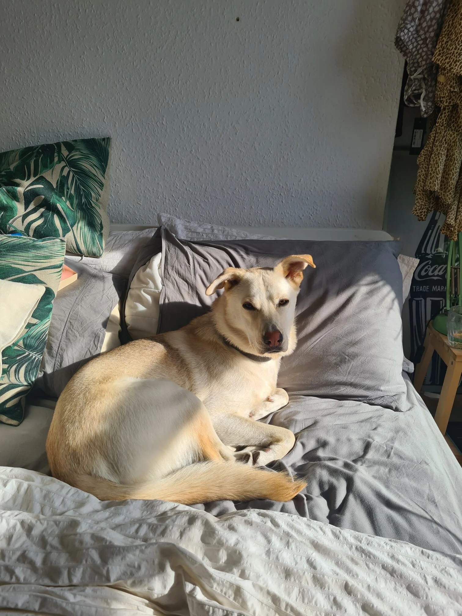 3C498BED-B984-4256-A1D4-9EEBC9AA3A2E